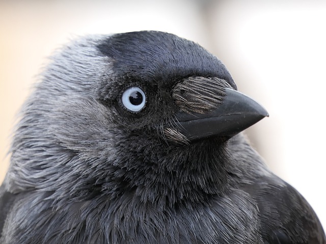 jackdaw